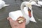 Feeding the swan. Hand with piece of bread. Bird eats from people`s palm