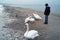 Feeding Swans