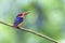 Feeding Time Black Backed Kingfisher