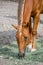 Feeding time, closeup of chestnut horse eating green hay off the ground