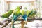 Feeding time of green macaw parrots on a stick in Macaw Mountain Bird Park, Copan Ruinas, Honduras
