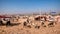 Feeding time in the horse camp at the Pushkar Camel Fair in India.