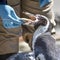 Feeding Time for Humboldt Penquin