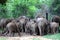 Feeding Time is Over, Pinnawala Elephant Orphanage, Sri Lanka