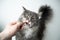 Feeding treats to maine coon cat