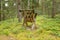 Feeding trough for animals in the coniferous forest