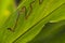 Feeding tunnel of a leafminer larva