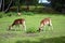 Feeding two fallow deer females on the grass