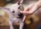 Feeding of two months-old puppy of rare breed - Xoloitzcuintle, or Mexican Hairless dog, standard size. Close up portrait. Cute fa