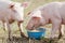 Feeding two pigs eating