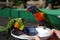 Feeding two rainbow lorikeets