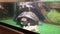 Feeding two sharp-eared turtles in the terrarium.