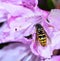 Feeding Wasp on a pink azalea