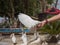 Feeding the white dove by the human in Benidorm park 2