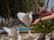 Feeding the white dove by the human in Benidorm park2