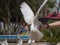Feeding the white flying dove by the human in Benidorm park