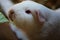 Feeding white guinea