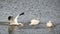 Feeding White Pelicans in Intracoastal Highway