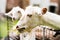 Feeding of the white sheeps over the fence