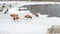 Feeding of wild ducks and ruddy shelducks in winter on ice
