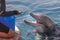 The feeding of young Bottlenose dolphin in red sea dolphinarium in Eilat Israel