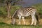 Feeding zebra male