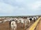 feedlot intensive production system beef cattle