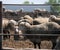 Feedlot Lambs