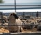 Feedlot Lambs