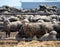 Feedlot Lambs