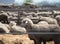 Feedlot Lambs