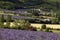 Feelds of blooming lavander near Sault, Vaucluse, Provence