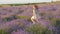 Feeling happiness little girl smile merrily flees jumping outdoors. beautiful landscape lavender field