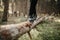 Feet in black shoes walking and balancing on a fallen tree trunk