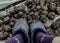 Feet in blue galoshes. Potato harvesting. Autumn potato harvest