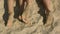Feet of couple, sand background.