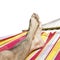 Feet in the hammock isolated on white background