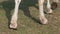 Feet and hooves of a white horse walking on grass