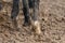 Feet of horses standing in the wet dirt