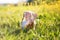 Feet of little girl in yellow field with flowers