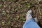 Feet in old sneakers on grassy ground