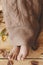 The feet of the person covered with knitted plaid on the wooden floor with fall leaves. Autumn season concept with copy space