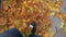 Feet sneakers walking on fall leaves