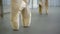 The feet of two ballerinas in silk pointe doing pour be bourree in the ballet studio.