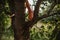 Feet of young adventurous man climbing up a cherry tree