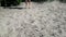 Feet of a young man with a disability on the sand. Heavy movement of a person with cerebral palsy in nature.