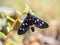 Fegea - Amata phegea -Black insect with white spots and yellow details