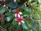 Feijoa flower