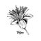 Feijoa flower black and white vector illustration