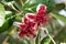 Feijoa flower in bloom